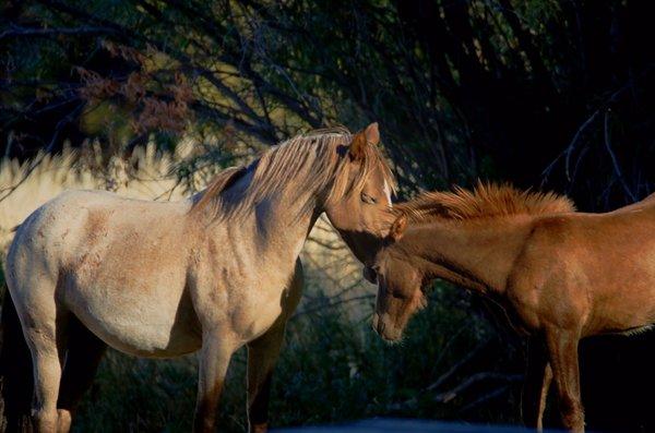 Mom and foal