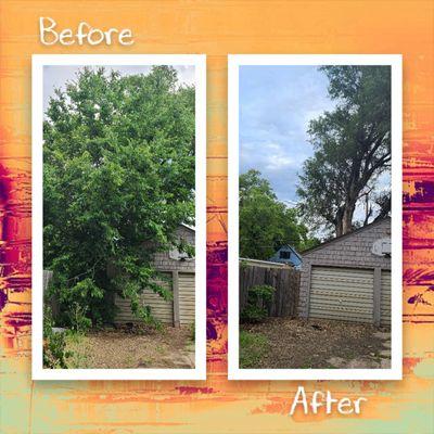 Another tree job we did