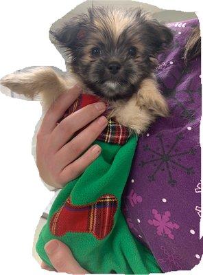 Black and tan puppy in a stocking.