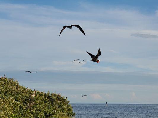 Frigate Birds at Snake Key