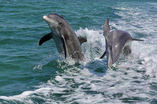 Passage Key Dolphin Tours