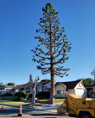 Tree trimming