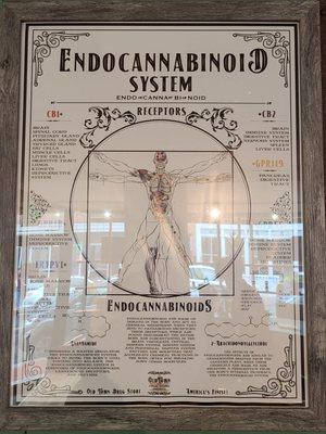 Endocannabinoid System poster