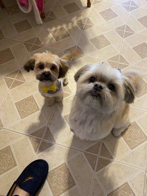 Niko & Ella (this time she just went for a blueberry facial and face trim)