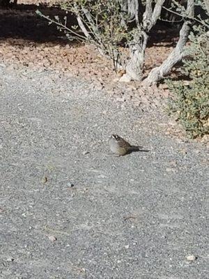 This is a Cactus Wren. I photographed the bird by the southernmost end of the trail off Amargosa Trail. Date: 1 /26/2018