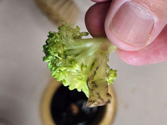 Moldy broccoli that had been cooked with the mixed vegetables in our food.