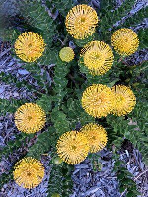 Pincushion Proteas (Leucospermum) in bloom.