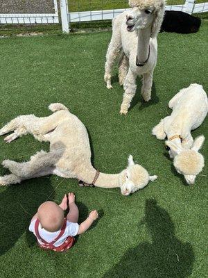 Little alpacas laying down