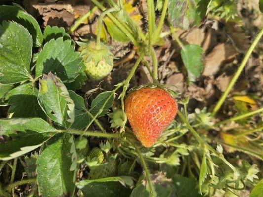 Strawberry Picking