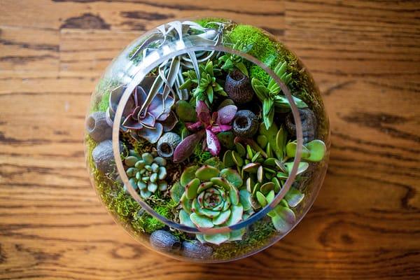 LushBubble signature terrarium.