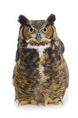 Seymour the Great-horned Owl