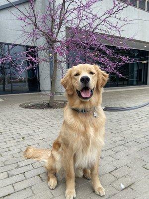 before he went to the groomer