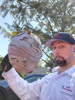 Some nests can get pretty large and dangerous, let us take care of it for you. Here is one that Devan retrieved. (Wow, look at that nest!)