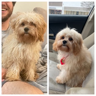 Before and after of our sweet pup!