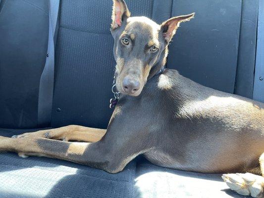 Waiting in the car for the Vet!