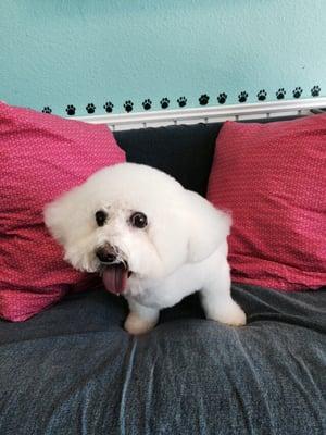 My bichon came out great