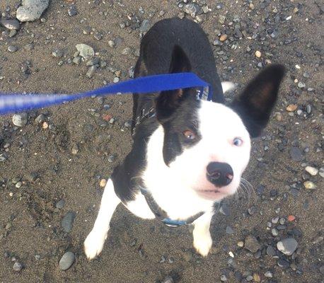 Alpha Girl Border Collie