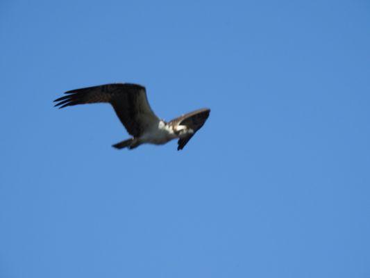 Osprey