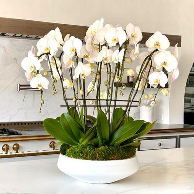 Orchids & Luxurious Plant & Succulent Arrangements