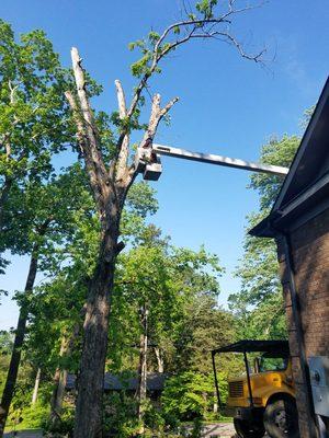 Working in Huntsville removing a dead oak tree.