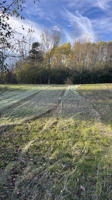 Grass netting removed and lawn mowed.