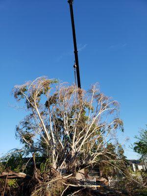 Hurricane Ian:
Removing Banyan Tree With Crane Assistance