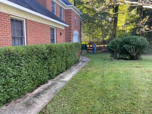 Hedge and shrub trimming. Tree pruning