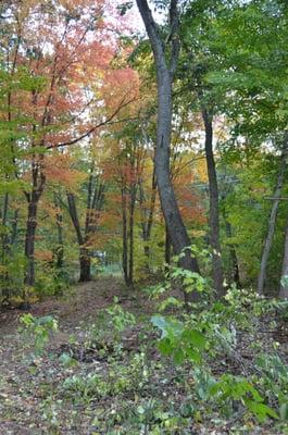 Our new outdoor play area (or enchanted forest!!)  coming in Spring of 2014.