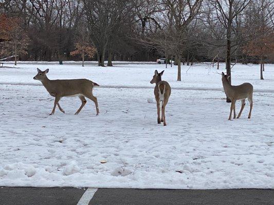 So many deer and so little food for them