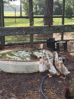 Ty Ty and the four quackers contemplating going for a swim.