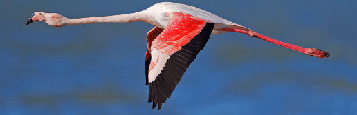 Flamingo in flight outside the museum