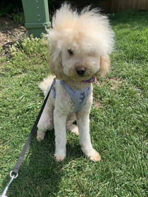 Sandy's new groom cut!