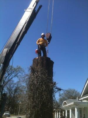 A big dead oak we took down in mid town with a forty ton crane.