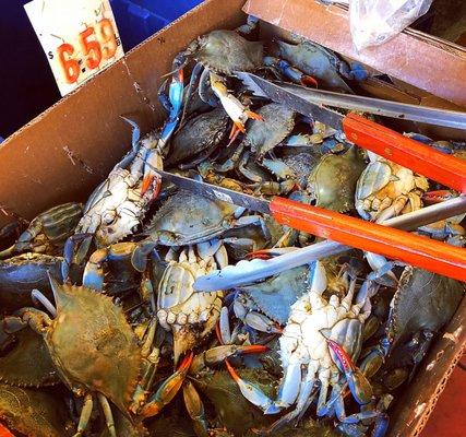 Blue Crabs