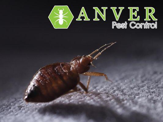 bed bug crawling on fabric