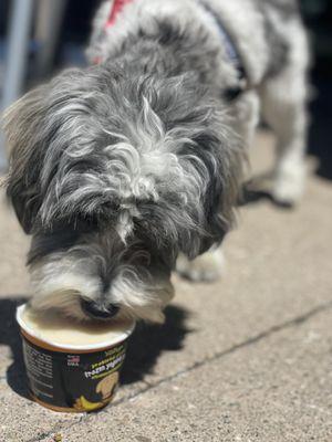 Doggy yogurt