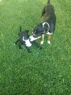 Those are my dogs Allie and Buddy that love doctor Beer