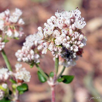 Sea Cliff Buckwheat. Pollinators love California's wild buckwheats.