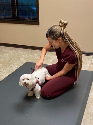 Lily getting her adjustment from Dr. Erin.