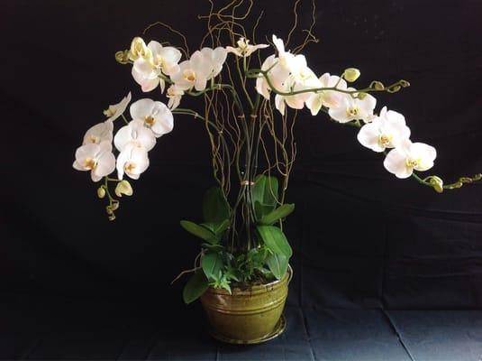 Best orchids provider in town