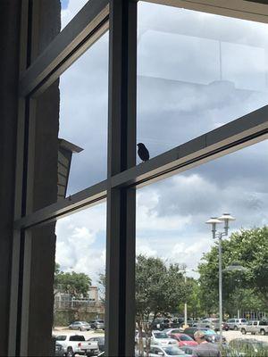 A bird INSIDE the restaurant