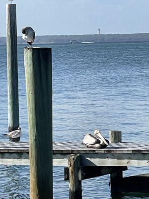 Neighboring pier where the birds like to sunbathe