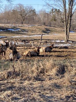 Bull elk and his ladies.  LOOK AT THAT RACK!