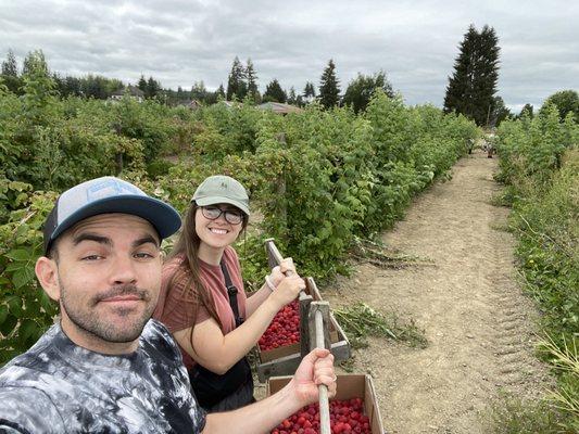 U-Pick Raspberries