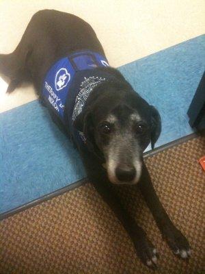 Nixon, our therapy dog, just hanging out at the office.