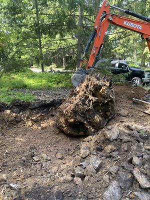 Large stump removed for septic system repair!