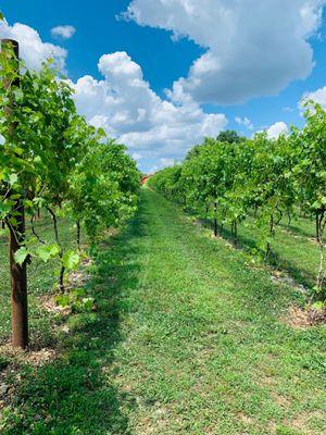 Beautiful winery grounds.