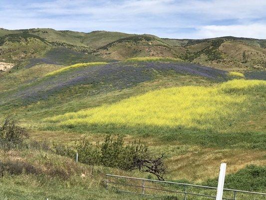 Ranch is in full bloom