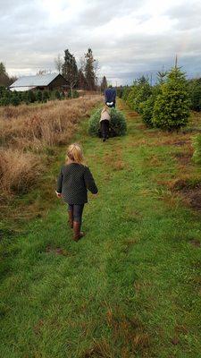 Carrying the tree back to the barn with the toboggan.