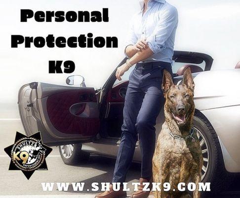 Looking for a trained protection k9? Contact Us (954)552-4282 so we can match you with the right candidate